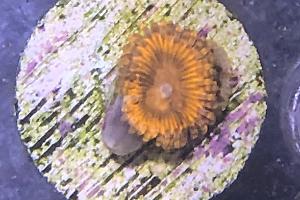 WWC Passionfruit Zoa 1ptbaby Thumbnail