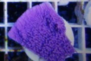 Plato morado Thumbnail