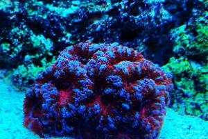 Acan Thumbnail