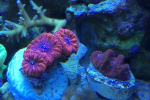 Ventino's reef on Sep 28, 2018