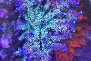 DSA 180 SPS Thumbnail