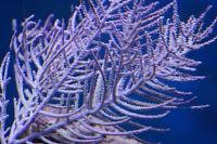 Gorgonia Pluma De Mar Thumbnail
