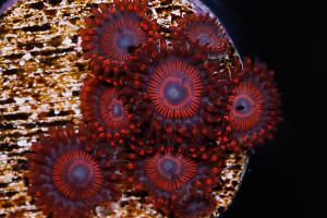 Zoanthid - Twizzler Thumbnail