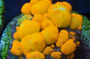 60G Frag Tank Thumbnail