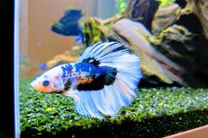 Betta Thumbnail