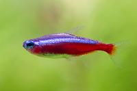 Cardinal Tetra