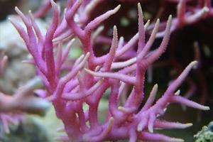 Coral nido