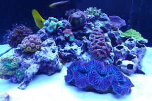 Ventino's reef on Nov 27, 2018
