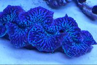 Almeja maxima Thumbnail