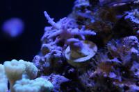 Red Dragon Acropora Thumbnail