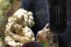 Six line wrasse Thumbnail
