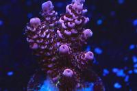 ORA Red Planet Frag Thumbnail