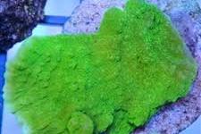 Plato verde lima Thumbnail