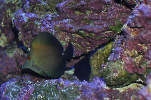 Scopas Tang Thumbnail