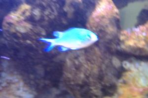 Blue/Green Reef Chromis Thumbnail