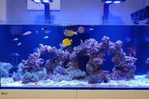 Yellow Tang Thumbnail