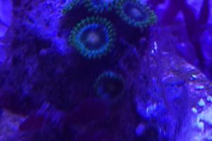 Unknown Green zoas Thumbnail