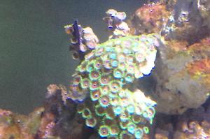 Assorted Zoas Thumbnail