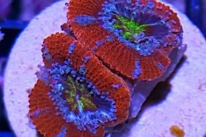 Acan red pasion