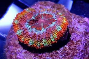 Acan rainbow