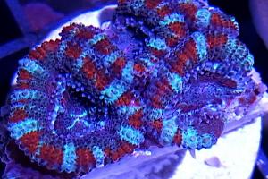 Acan circus