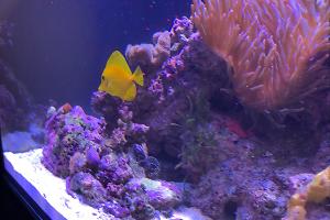 Yellow Tang Thumbnail