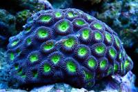 Green Brain Favia Thumbnail
