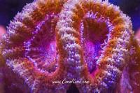 OrangePurple Dot Acan Thumbnail