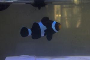 Male Ocellaris Clownfish Black Thumbnail