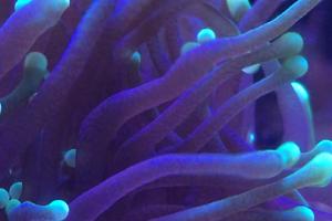 Torch Coral Thumbnail