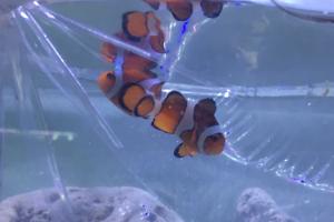 Male Ocellaris Clownfish Thumbnail