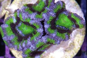 Acan yellow joker
