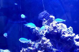 Blue green chromis Thumbnail