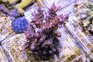 Purple Leopard Thumbnail