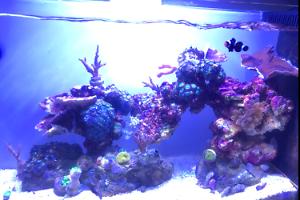 Fluval Spec V Thumbnail