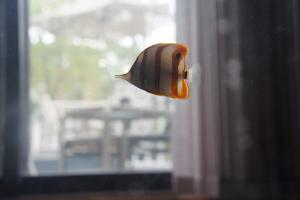 Copperband Butterflyfish