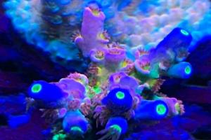 900 sps tank Thumbnail