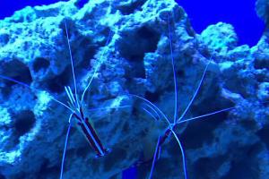 Pedros Reef Thumbnail