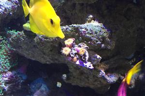 Yellow tang Thumbnail