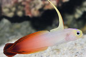 Firefish Thumbnail