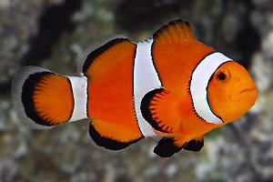 Ocellaris Clownfish Captive-Bred Thumbnail