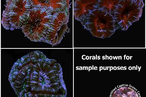 Aussie Acan lord Thumbnail