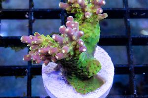 Rainbow Loom Acropora Thumbnail