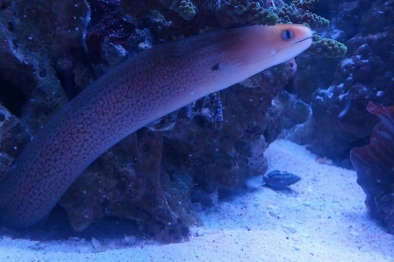 Oceanarium Imaginarium Thumbnail