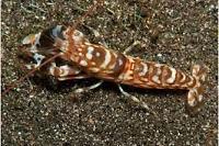 Tiger Pistol Shrimp Thumbnail