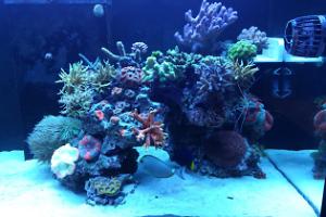 Ventino's reef on Mar 5, 2019