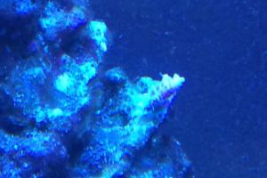 Red planet acropora Thumbnail