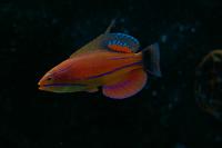 McCosker's Flasher Wrasse Thumbnail