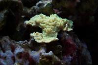 Montipora sp Thumbnail
