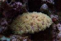 Bubble Coral Thumbnail
